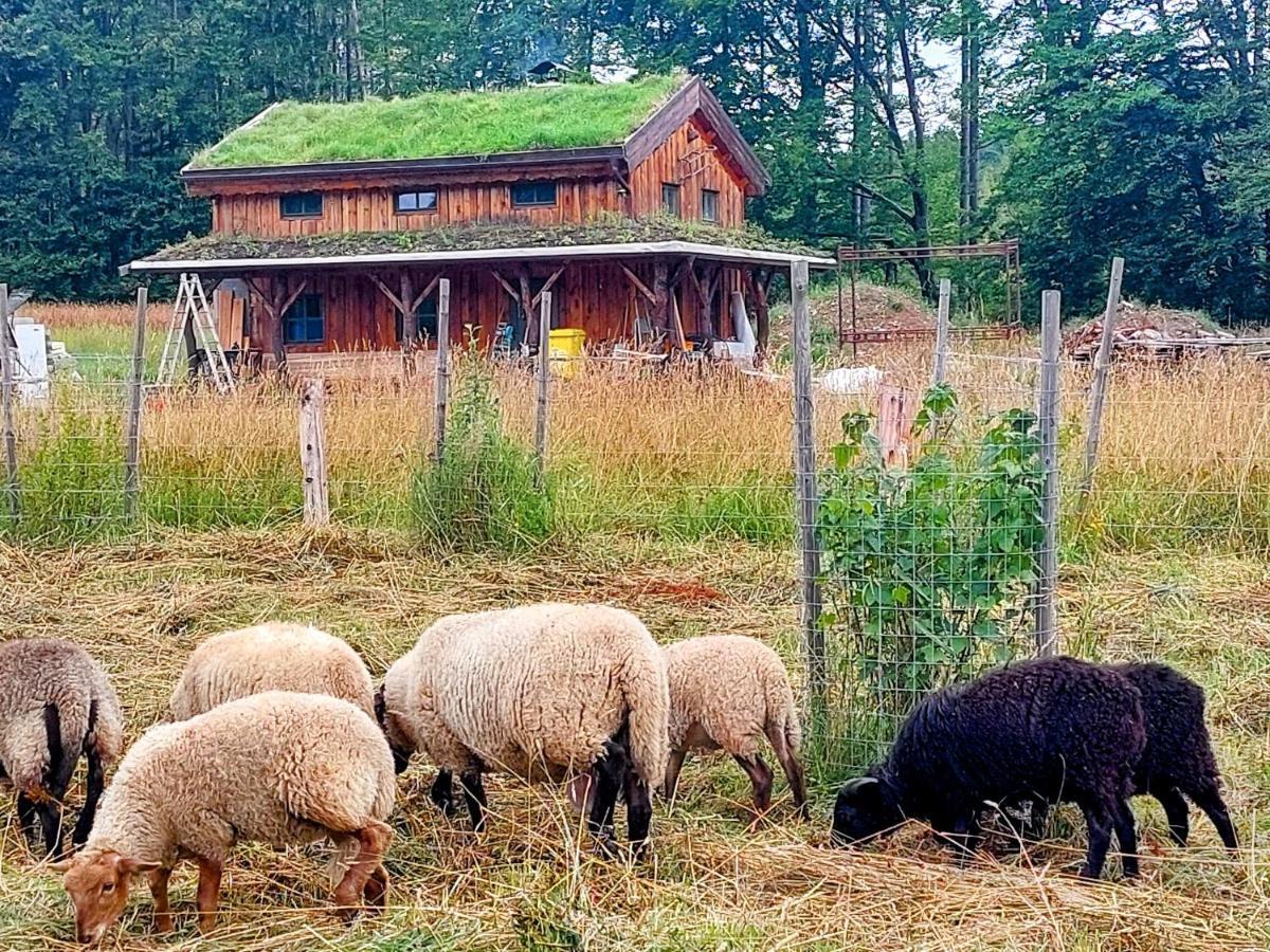 Boruvka - Biofarma Na Samote V Lesich