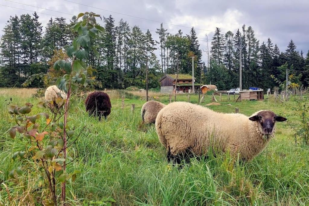 Boruvka - Biofarma Na Samote V Lesich Chalet *