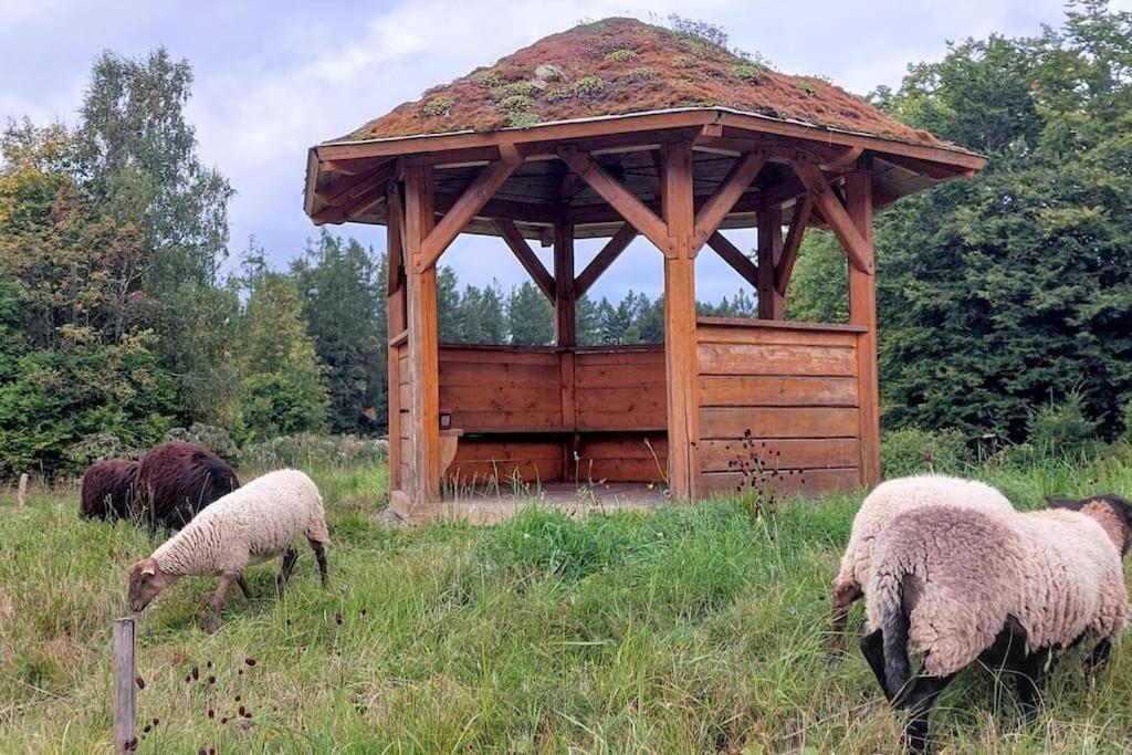 Boruvka - Biofarma Na Samote V Lesich *
